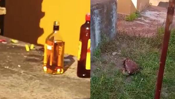Crónica / [VÍDEO] Aterradora "ofrenda" ojetopa en cementerio: una cabeza de chancho cortada