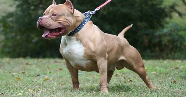 La Nación / Pitbulls que atacaron a sus dueños en Luque ya no volverán con la familia