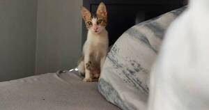 La Nación / Gatita fue adoptada pero al rato fue devuelta por ser muy cariñosa