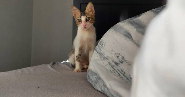 La Nación / Gatita fue adoptada pero al rato fue devuelta por ser muy cariñosa