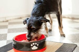 Qué cuidados hay que tomar antes de alimentar a un animal desnutrido - Mascotas - ABC Color