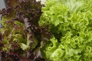 UE dice que promociones alimentarias deberían fomentar dietas basadas en plantas