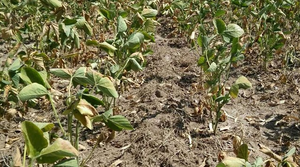 Se estima una merma del 50% en la producción de la soja a consecuencia de la falta de lluvias en la región