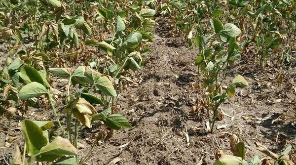 Se estima una merma del 50% en la producción de la soja a consecuencia de la falta de lluvias en la región