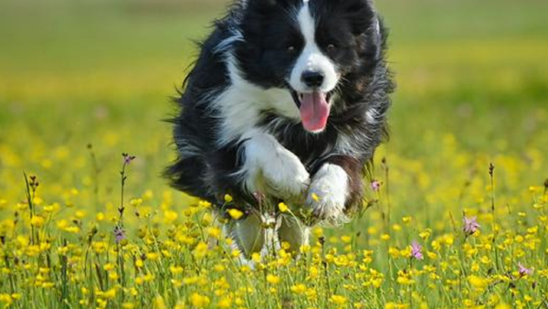 El cerebro de los perros puede distinguir entre idiomas