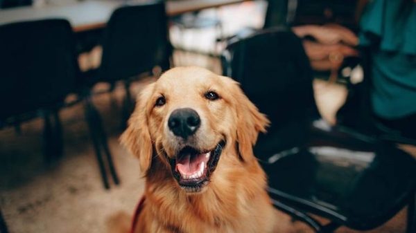 Diario HOY | El cerebro de los perros puede distinguir entre idiomas