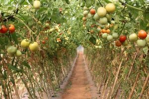Crédito de Agrícola de Habilitación anuncia refinanciación de 33.000 productores