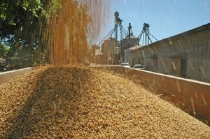 MAG: Estrepitosa caída de la cosecha de soja a causa de la sequía - ADN Digital
