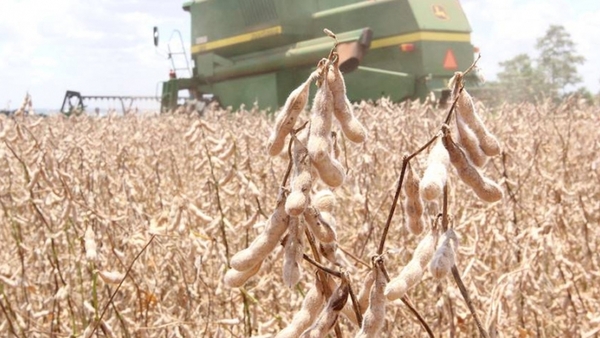 Productores están preocupados por quiebre de la zafra sojera