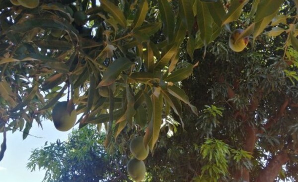 Podaba un árbol de mango, perdió el equilibrio y cayó