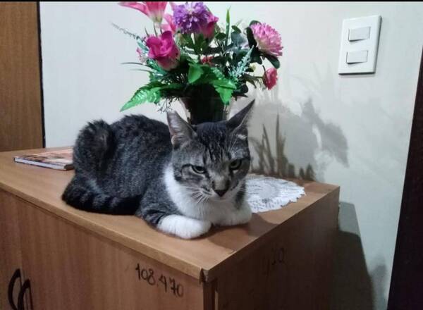Crónica / Horacio Cartas: El gatito que es funcionario en Correos