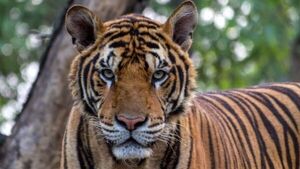 Tigre le arrancó la mano a cuidadora de un zoológico y atacó a otras dos personas