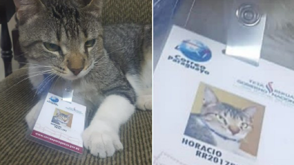 Horacio Cartas, el gato del Correo Paraguayo, está perdido