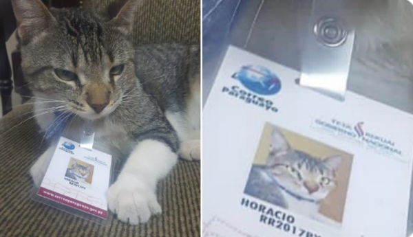 Diario HOY | "Horacio Cartas": El gato del Correo Paraguayo hace días que no regresa a su lugar de trabajo