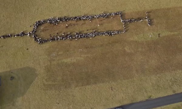 Alemania apoya la campaña de vacunación con una jeringa gigante formada por ovejas