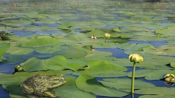 Chile: Hallan fósiles de ranas de más de 70 millones de años