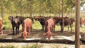 Tres establecimientos ganaderos del Chaco y uno de Caazapá fueron reconocidos por sus prácticas sostenibles