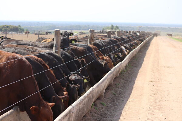 Precio del Novillo Mercosur alcanzó los US$ 3,96 a la carne