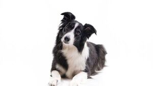 El cerebro de los perros puede distinguir entre idiomas - El Independiente