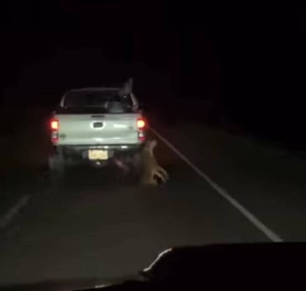 Crónica / ¡Terrible! Arrastraron a un perro del cuello con una camioneta