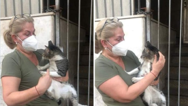 Horacio Cartas, el gato del Correo Paraguayo, apareció y fue rescatado