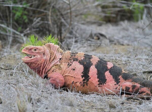 Entra en erupción un volcán en Galápagos donde habitan especies únicas - Ciencia - ABC Color