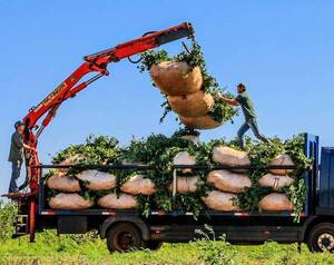 Hay expectativa de exportar yerba mate a países árabes