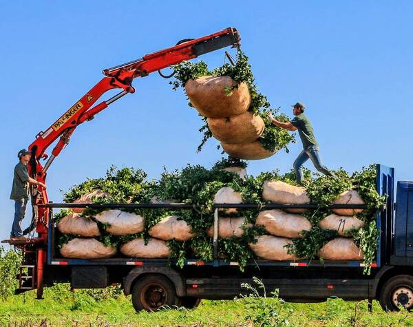 Hay expectativa de exportar yerba mate a países árabes