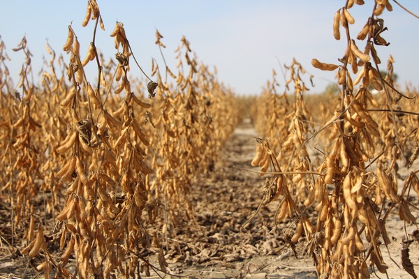 Productores estiman que ingresos caerán un 50% debido a la sequía