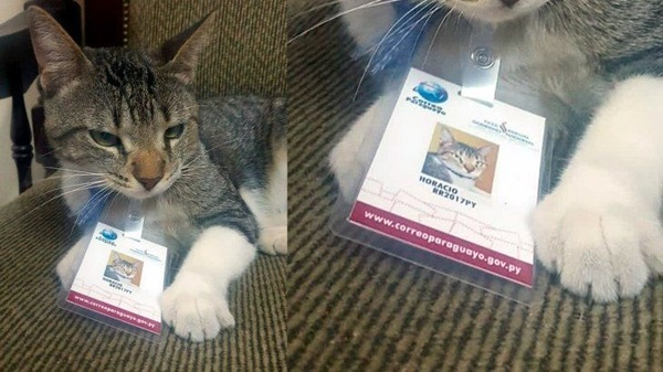 Horacio Cartas, el gato del Correo Paraguayo, apareció y fue rescatado
