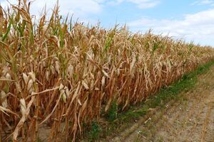 BCP dispone flexibilizaciones financieras para el agro, ante la sequía - MarketData