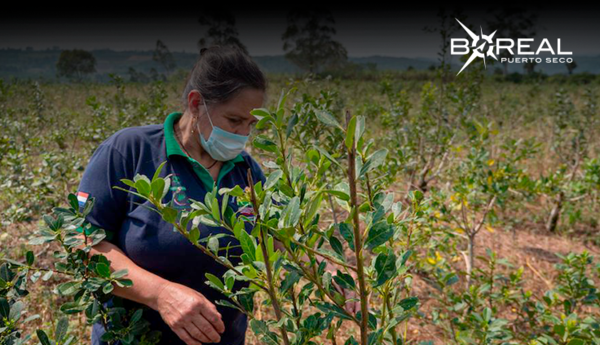 Países árabes muestran interés en la producción de yerba mate