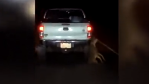 Indignación por conductor que arrastró a un perro con su camioneta