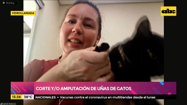 Amputación de uñas de gatos - Ensiestados - ABC Color