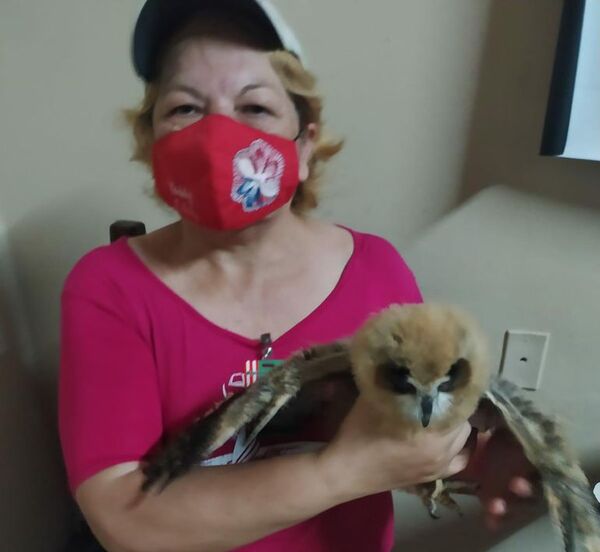 Denuncian venta de búhos y tortugas en la ciudad de San Lorenzo - Nacionales - ABC Color