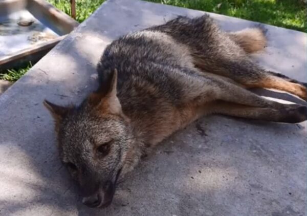 Defensa Animal rescató a un zorro herido por un perro - Nacionales - ABC Color