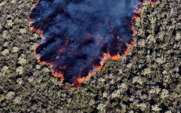Volcán de Galápagos erupciona sin poner en riesgo a iguanas rosadas - Mundo - ABC Color