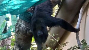 Buscan al karaja hũ en barrios de Asunción