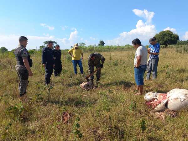 UN ANIMAL VACUNO FUE FAENADO POR CUATREROS EN CAMBYRETÁ - Itapúa Noticias