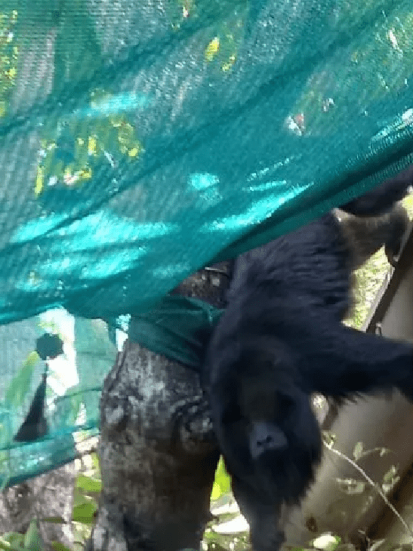 Karaja hũ suelto en la zona de Barrio Obrero y Tacumbú | Noticias Paraguay