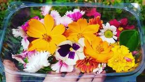 Aeroponica Paraguay: el emprendimiento que cultiva y vende flores comestibles y microgreens gourmets