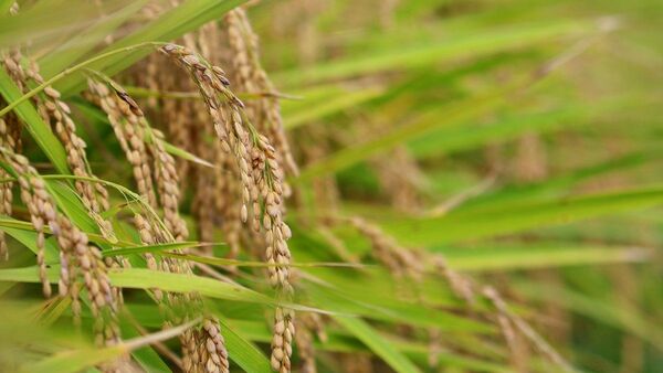MAG: Producción de arroz es otro sector afectado por la sequía