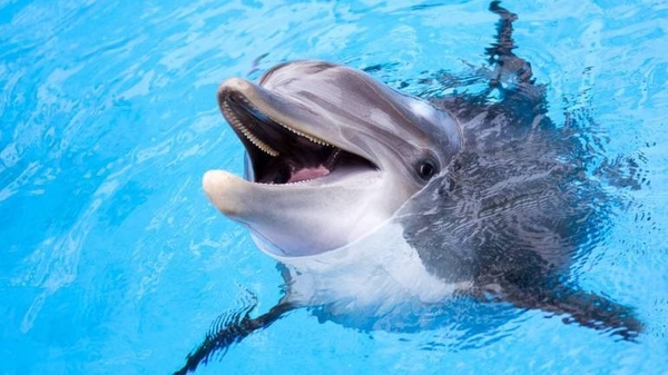 Diario HOY | Las hembras de los delfines tienen un clítoris funcional que les permite tener placer