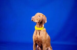 El collar inteligente que quiere ser un Apple Watch para tu perro.
