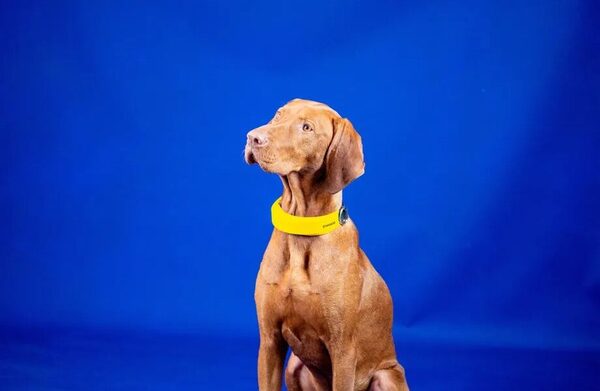 El collar inteligente que quiere ser un Apple Watch para tu perro.