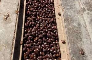 Crónica / Una plaga sacude al sur de la Argentina: miles de “cascarudos” invaden La Pampa