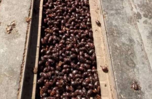 Crónica / Una plaga sacude al sur de la Argentina: miles de “cascarudos” invaden La Pampa