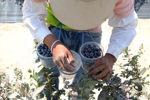 "Perú vive un boom agroexportador", afirma el ministro de Comercio Exterior - MarketData