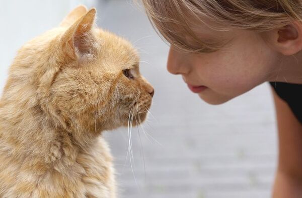 Mi gato muerde cuando le doy cariño ¿a qué se debe? - Mascotas - ABC Color