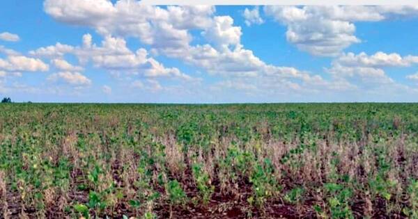 La Nación / Menor producción agrícola presionaría a la inflación